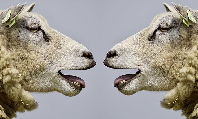 Establishing Clear Communication and Shared Goals